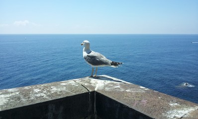 Bird seagull in five lands (cinqueterre), Via dell Amore (The Way of Love), Italy