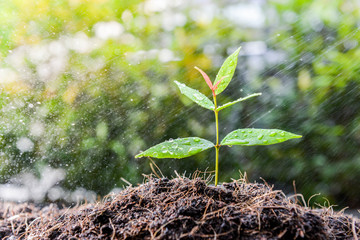 Growing plant on the soil in the rain as a watering
