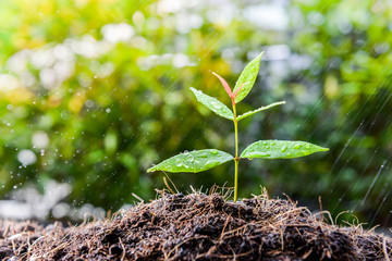 Growing plant on the soil in the rain as a watering