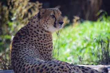 Cheetah