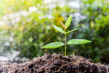 Growing plant on the soil in the rain as a watering