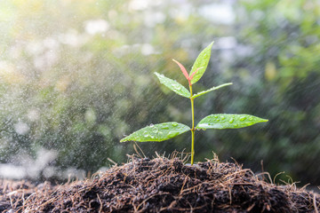 Growing plant on the soil in the rain as a watering