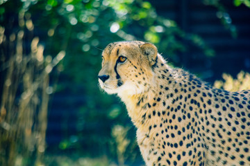 Cheetah