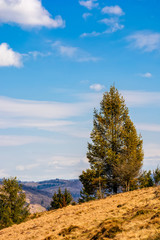 spruce forest in springtime landscape