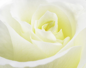 Soft Yellow Rose Close Up