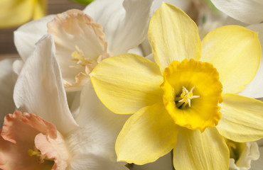 Narcissus flowers macro