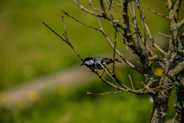 Bird sitting in a tree.
