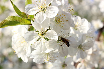 Honey Bee harvesting pollen from Cherry Blossom,bee collecting nectar from white cherry flower.