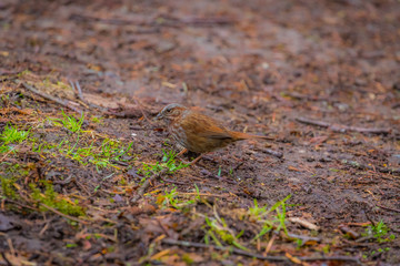 A small brown bird merges with the color of the leaves on the ground