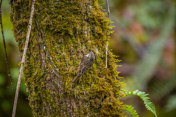 The brown creeper (Certhia americana), also known as the American treecreeper, is a small songbird in the North America