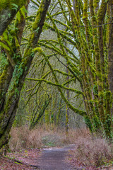 Fabulous autumn forest. Large trees were overgrown with green moss.