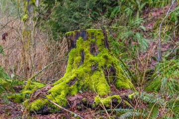 Fabulous autumn forest. Large stump is overgrown with green moss.