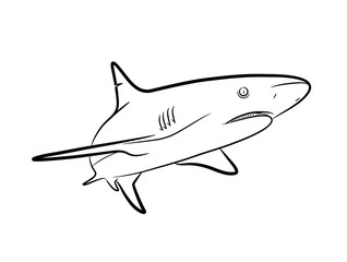 Shark Line Art, a hand drawn vector Cartoon Illustration of a shark