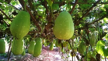 Big winter melon Agricultural garden
