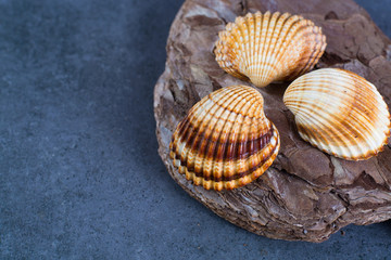 Thee colorful sea shells, copy space