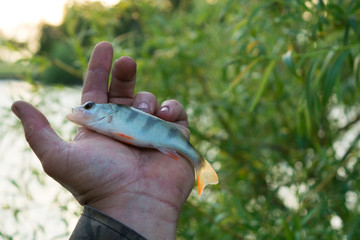 Маленький окунь в руке.