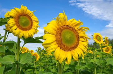 Blooming sunflowers closeup on blue sky background
