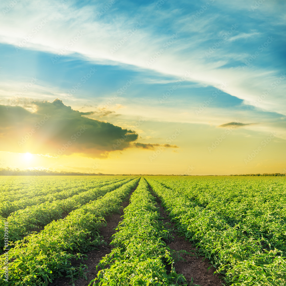 Wall mural orange sunset over green field with tomatoes bushes