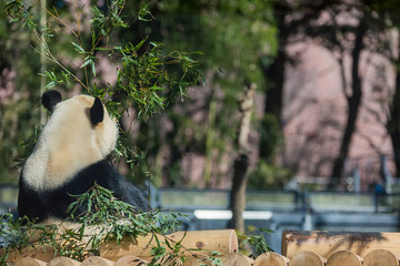 Obraz premium パンダ 