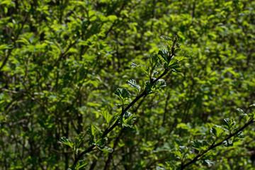 Fototapeta na wymiar Branch with lilac buds on a green background