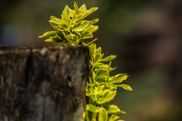 Green plant on old tree