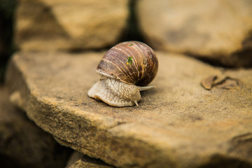 Snail crawling slow on rock.