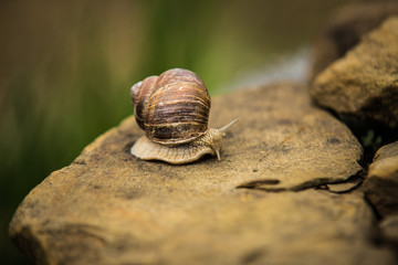 Snail crawling slow on rock.