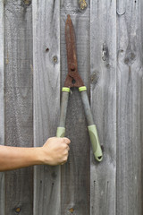 Hand holding scissors, cut grass, cut grass up high.