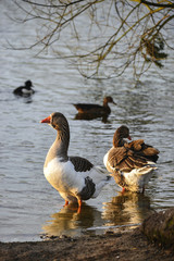Greylag goose in beautiful Spring sunrise light on lake