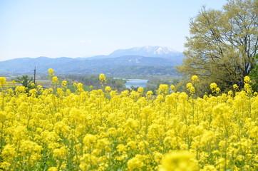 菜の花畑