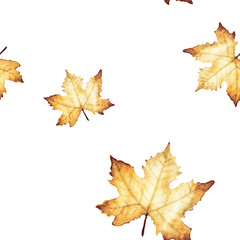 Watercolor seamless pattern with Maple leaves.