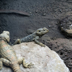 Beautiful Painted Dragon reptile Stellagama Stellio Brachydactyla on rock