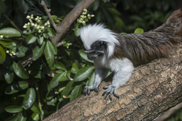 Cotton Top Tamarin Saguinus Oedipus lain on tree branch in sunlight