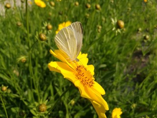 Butterfly in summer