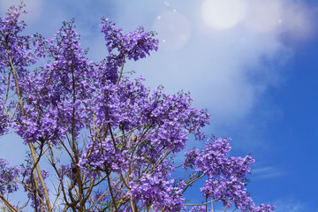 blooming jacaranda in the background of blue sky