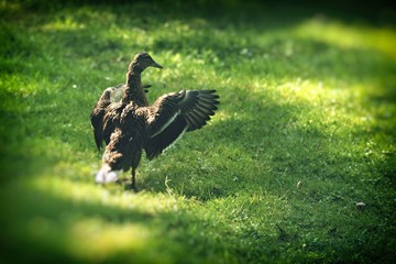 Wings