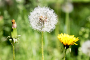 Closeup of a dandelion on a natural background. Three types of flowers: a yellow dandelion, a young dandelion and a ripening dandelion. The symbol of youth, maturity and old age