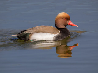 Red Crested Pochard on water and reflection
