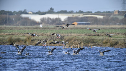 Large flock of greylag goose in clear Winter sky
