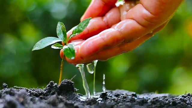 Male hand giving water to young plant with sunlight and green background