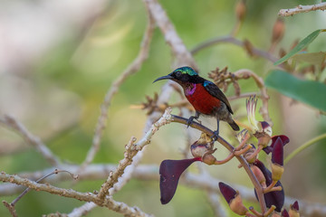 Van Hasselt's Sunbird at Thale noi, Phatthalung, Thailand.