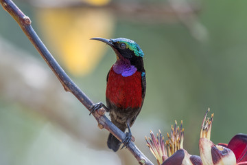 Van Hasselt's Sunbird at Thale noi, Phatthalung, Thailand.