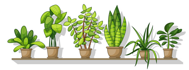 Illustration of different house plants on a shelf, panorama
