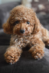 Small Cute Brown Teacup Poodle Laying on Sofa