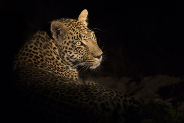 Fototapeta na wymiar Portrait of leopard lay down in the darkness to rest