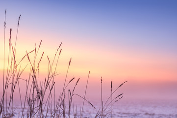 Foggy and colorful sunset with foreground grass at winter evening