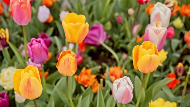 colorful tulips on the flowerbed.