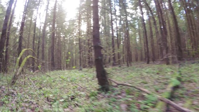 Spring forest with a windbreak
