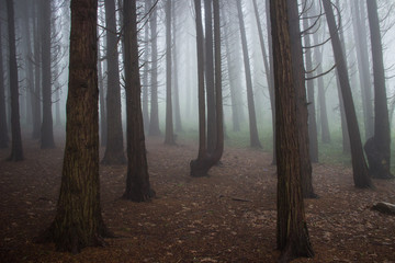 Obraz premium Mysterious dark old forest with fog in the Sintra mountains in Portugal