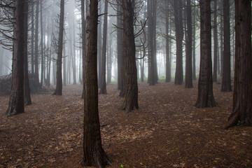 Mysterious dark old forest with fog in the Sintra mountains in Portugal